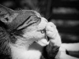 Black and white close-up of a cat grooming itself, highlighting fur texture.