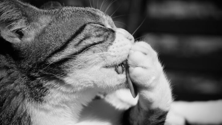 Higiena jamy ustnej u kota: Jak zapobiegać chorobom dziąseł i kamieniowi nazębnemu? Praktyczny poradnik dla właścicieli