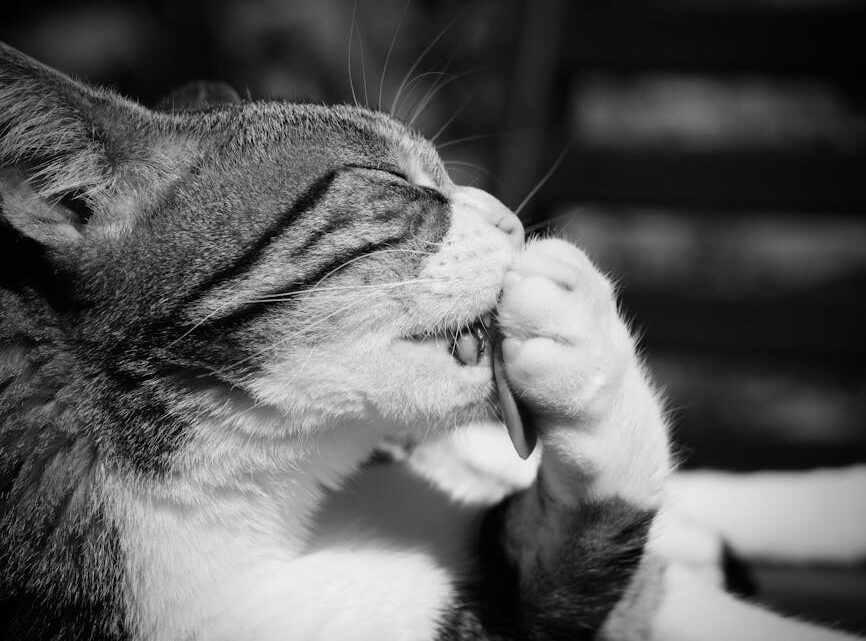 Higiena jamy ustnej u kota: Jak zapobiegać chorobom dziąseł i kamieniowi nazębnemu? Praktyczny poradnik dla właścicieli