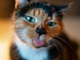 a close up of a cat with its tongue out