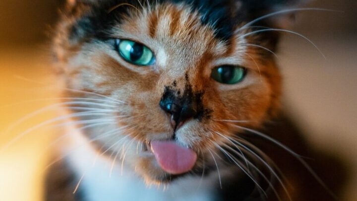 Jak prawidłowo socjalizować kota? Porady dla kociąt i dorosłych kotów