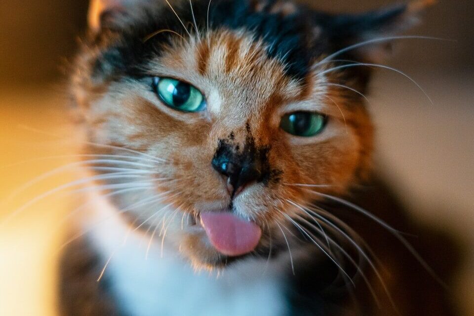 Jak prawidłowo socjalizować kota? Porady dla kociąt i dorosłych kotów