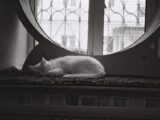 A serene black and white image of a white cat sleeping by an indoor window.