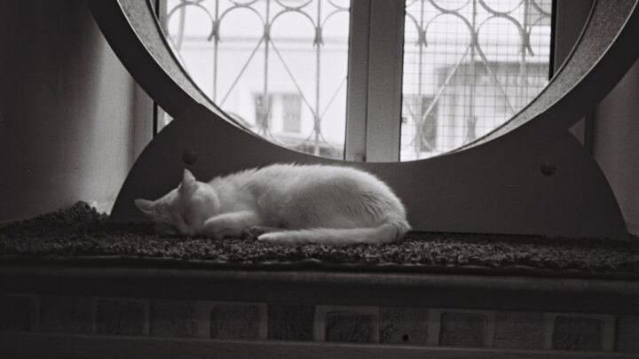 Jak interpretować kocie sny? Co oznaczają kocie sny o spadaniu, lataniu i gonitwie?