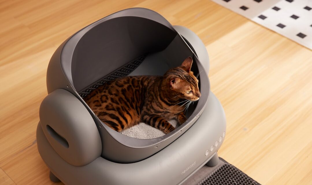 Jak prawidłowo dobierać żwirek dla kota? Rodzaje, właściwości i praktyczne wskazówki