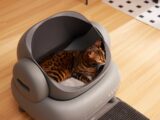 A cat sitting in a litter box on the floor