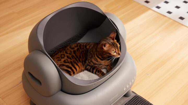 Jak prawidłowo dobierać żwirek dla kota? Rodzaje, właściwości i praktyczne wskazówki