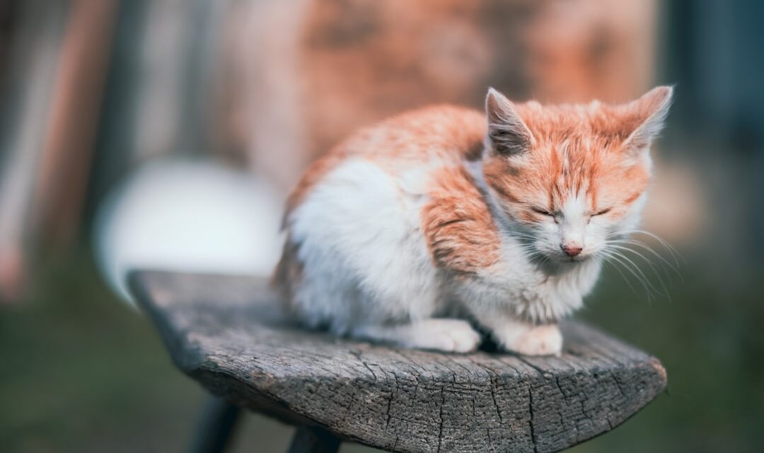Jak przygotować dom na przyjęcie kociaka? Niezbędnik każdego nowego opiekuna.