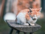 an orange and white kitten sleeping on a wooden bench