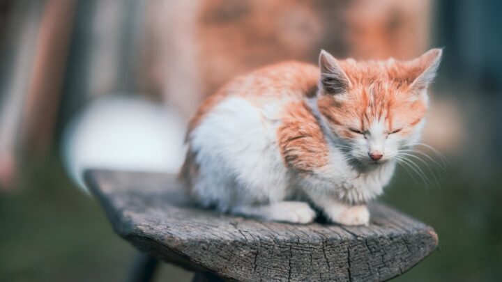 Jak przygotować dom na przyjęcie kociaka? Niezbędnik każdego nowego opiekuna.