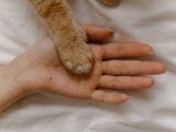 A close-up of a human hand and a cat's paw together on a soft surface.
