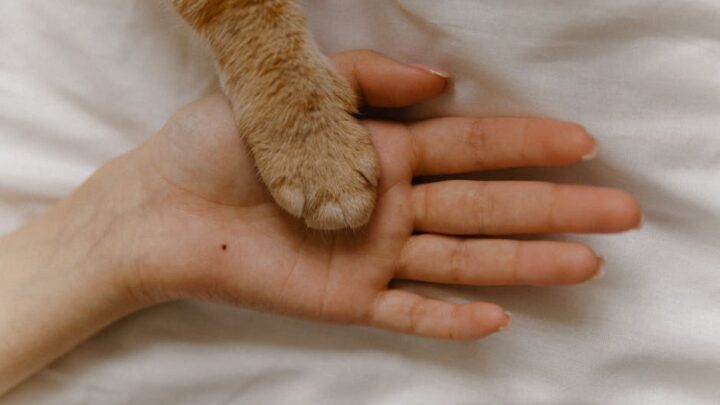 Jak rozpoznać i radzić sobie z alergią na kota? Praktyczny przewodnik dla alergików i właścicieli