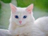 A serene white cat with striking blue eyes resting indoors, with a soft and calm atmosphere.