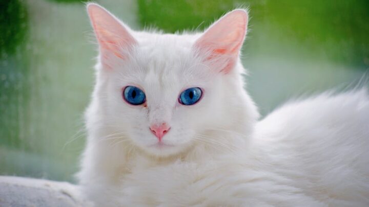 Jak wybrać najlepszą karmę dla kota alergika? Przewodnik po składnikach i rodzajach