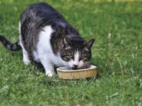 A domestic cat eats from a bowl on lush green grass, enjoying a meal outdoors.