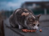 A calico cat eats food on a ledge.