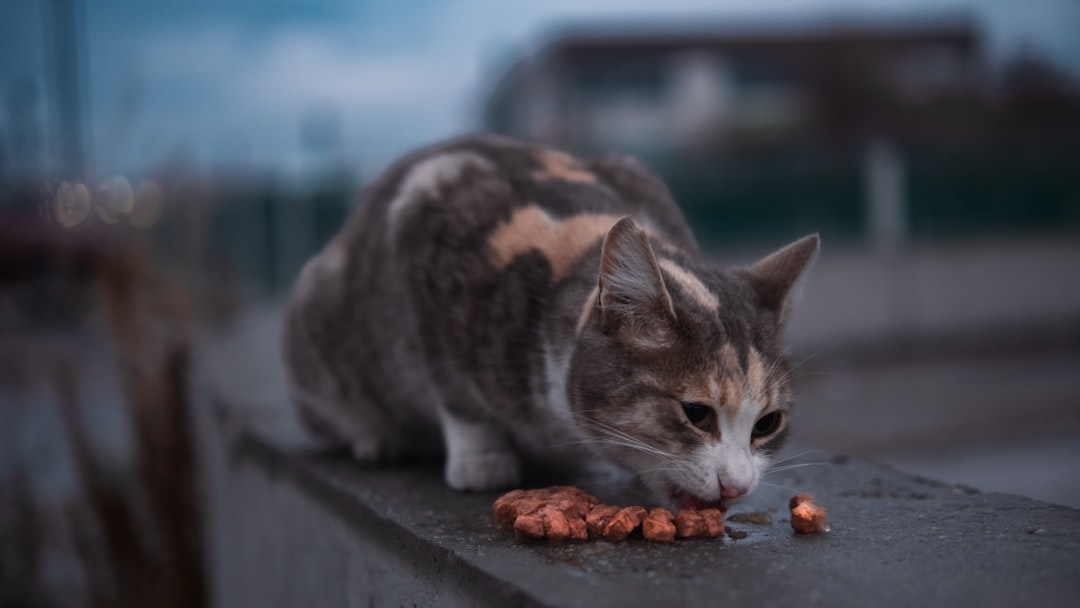 Jak wybrać najlepszą karmę mokrą dla kota? Przewodnik po składach i potrzebach żywieniowych.