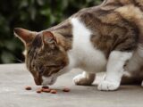 A domestic tabby cat enjoys a meal outdoors on a concrete surface.