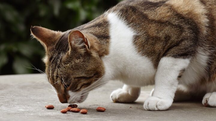 Karma dla kota po sterylizacji: Jaka dieta jest najlepsza, by utrzymać wagę i zdrowie? Przegląd i porady ekspertów