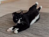 A black and white cat lies comfortably on a rug indoors, looking playful and relaxed.