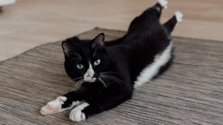 Koci język ciała: Jak zrozumieć, co Twój kot mówi poprzez mowę ciała, ogon i uszy?