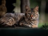 A serene domestic cat with striking eyes lounges outdoors, showcasing its markings.