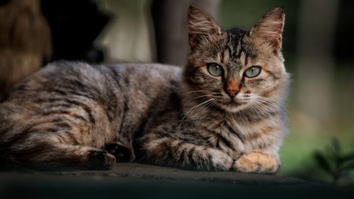 Koci język ciała: Jak zrozumieć mruczenie, syczenie i machanie ogonem? Pełny przewodnik po komunikacji kotów