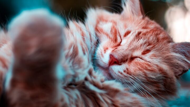 Koci sennik: Co oznaczają sny o kotach? Interpretacja snów o białych, czarnych, agresywnych czy zaginionych kotach