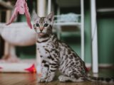 Adorable Bengal kitten playing indoors with pink feather toy.