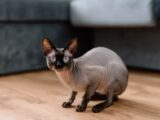 A close-up of a Sphynx cat indoors on a wooden floor in Brașov, Romania.