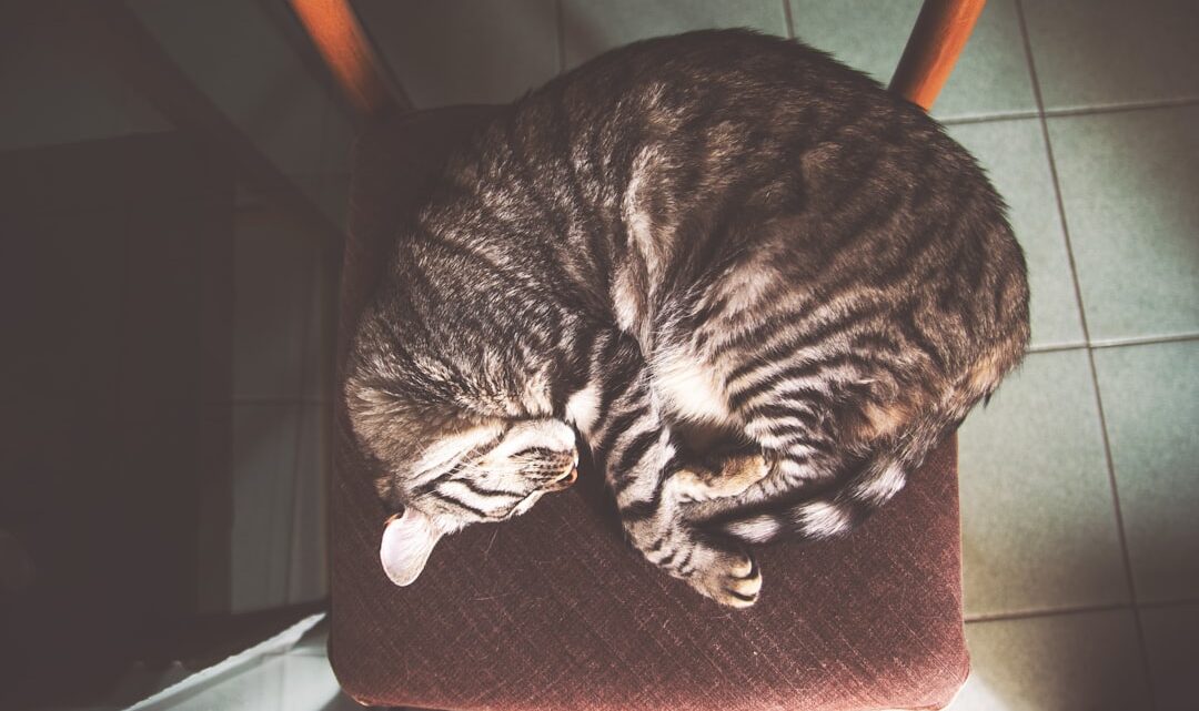 Koty na drzemce: Co oznacza pozycja, w której śpi Twój pupil? Analiza kocich snów