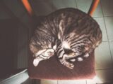 brown tabby cat sleeping on chair