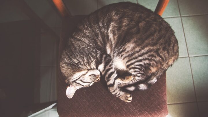 Koty na drzemce: Co oznacza pozycja, w której śpi Twój pupil? Analiza kocich snów