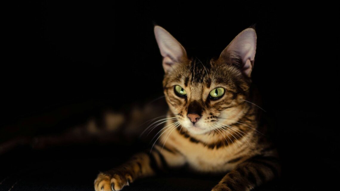 Kot bengalski: Jak go wychować i zapewnić szczęśliwe życie w domu?