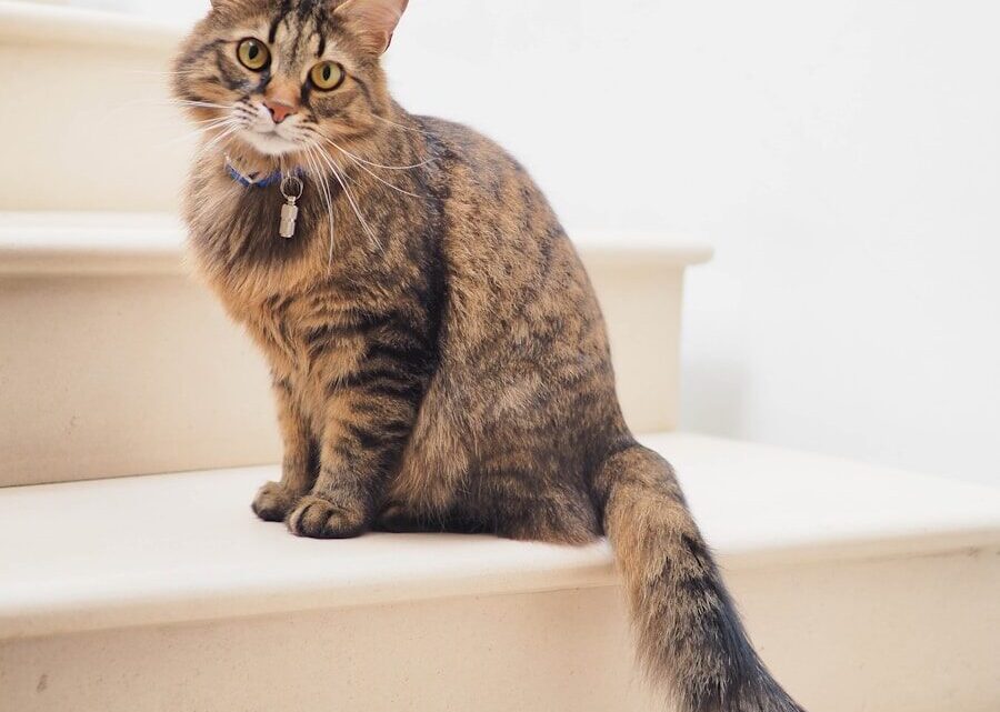 Co zrobić, gdy kot załatwia się poza kuwetą? Poradnik rozwiązywania problemów