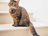 brown tabby cat on white stairs