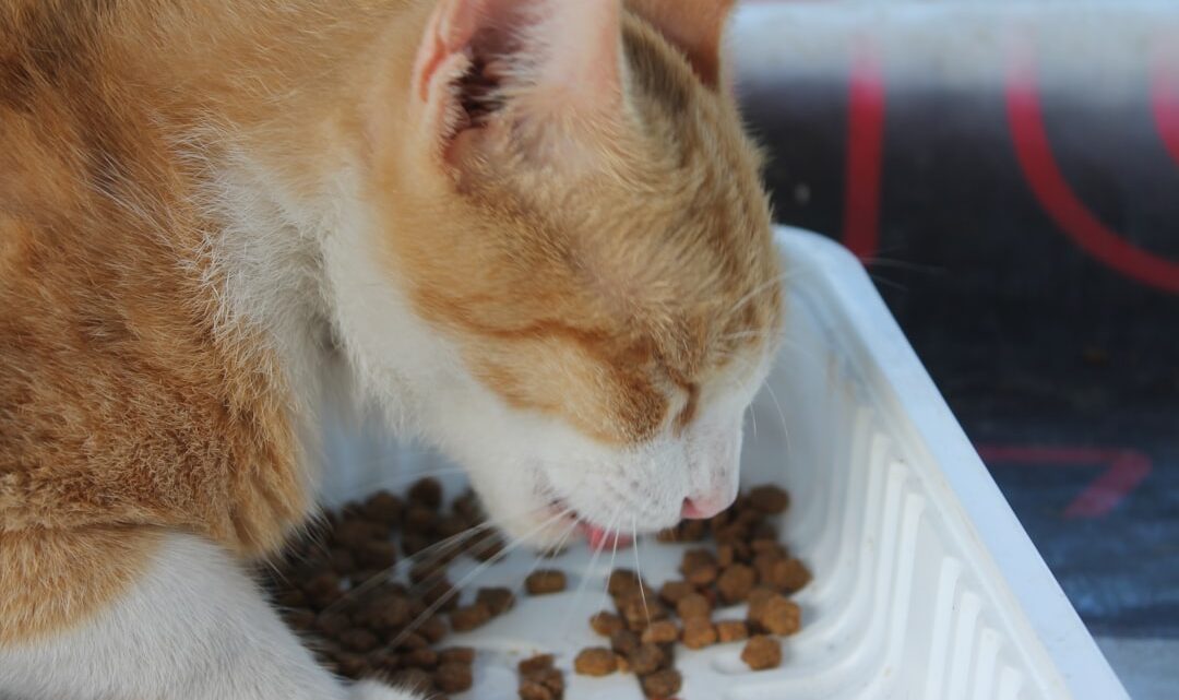 Najlepsze karmy dla kotów seniorów: Kompleksowy przewodnik po żywieniu w starszym wieku