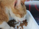 an orange and white cat eating food out of a bowl