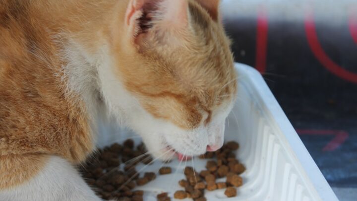 Najlepsze karmy dla kotów seniorów: Kompleksowy przewodnik po żywieniu w starszym wieku