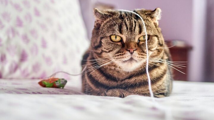Najlepsze zabawki dla kota bengalskiego: Jak zaspokoić jego potrzeby łowieckie?