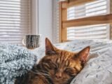 cat sleeping on bed