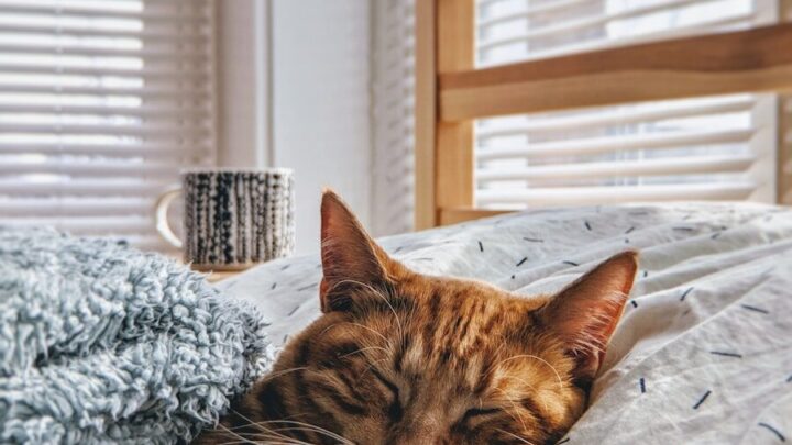Jak zrozumieć zachowanie kota podczas snu? Pozycje, dźwięki i co mówią o jego samopoczuciu