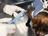 A veterinarian skillfully bandages a cat's paw post-surgery in a clinic setting.