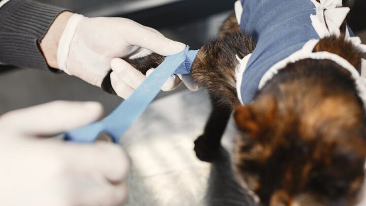 Pierwsza pomoc dla kota: Co zrobić, gdy kot zachoruje lub ulegnie wypadkowi w domu?