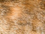 a close up of a brown and white animal's fur