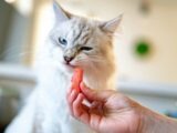 person holding orange tabby kitten