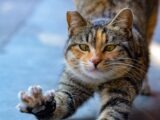 A tabby cat stretches its front paws forward.