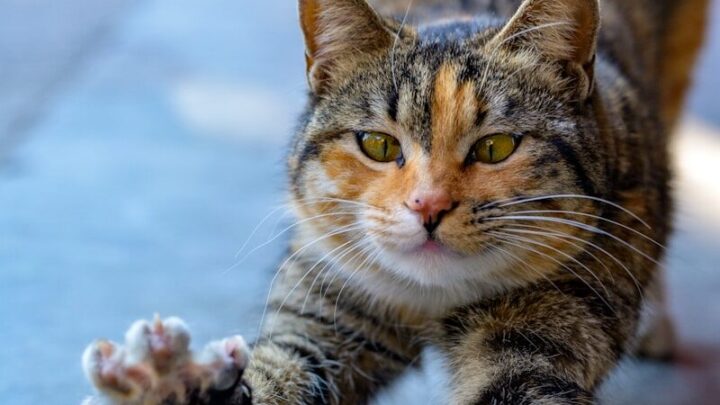 Czy kot potrzebuje drapaka? Dlaczego jest ważny dla jego zdrowia i samopoczucia?