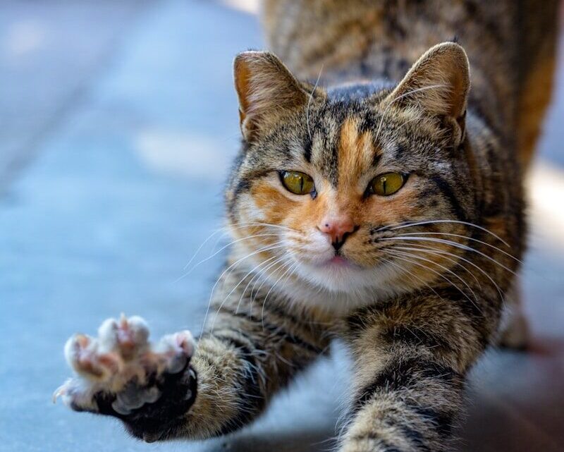 Czy kot potrzebuje drapaka? Dlaczego jest ważny dla jego zdrowia i samopoczucia?