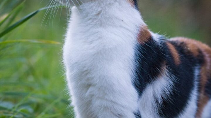 Jak wybrać odpowiednią kuwetę dla kota? Praktyczny poradnik dla właścicieli.